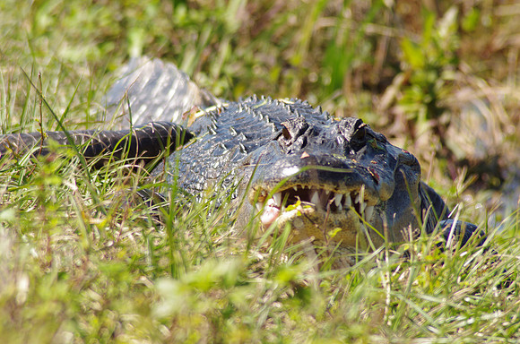 A hungry alligator at the Orlando Wetlands Park, Orlando, Florida