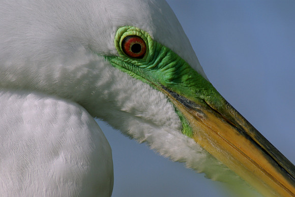 A great egret showing breeding colors around the eyes and the base of the beak